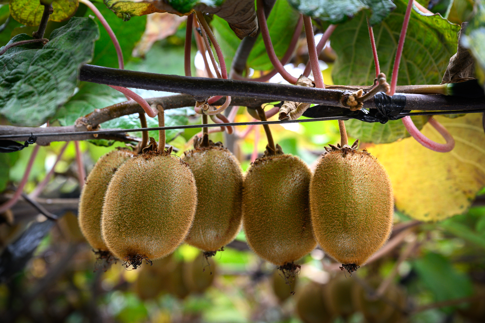 From Field to the World: The Journey of the Chilean Kiwi