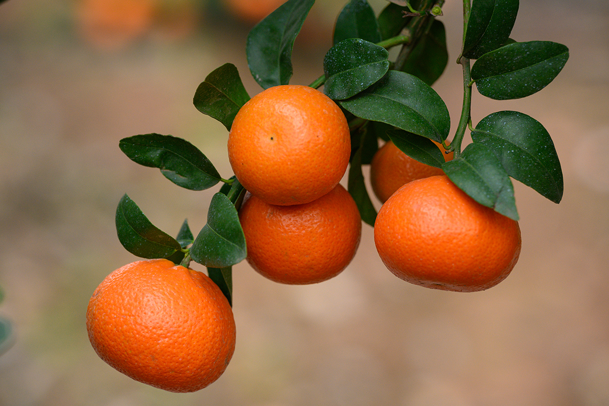 RIOblanco closes a challenging but successful citrus season